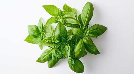 A basil plant with vibrant green foliage displayed on a plain white background, highlighting the freshness and detail of the leaves