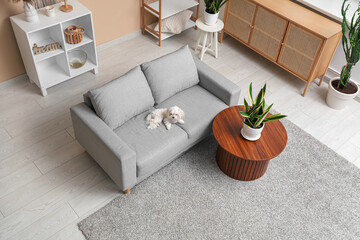 Poster - Cute Maltese dog on sofa in stylish living room