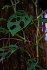 Close-up of a Janda Bolong plant on a tree trunk in the forest, The perforated widow leaves on this plant have a perforated leaf texture.