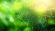 © TEERAWAT - Close-up of a spider web with dewdrops, blurred green background.