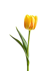 Cute isolated yellow tulip