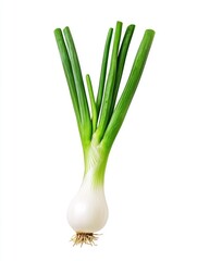 Fresh green onions on white