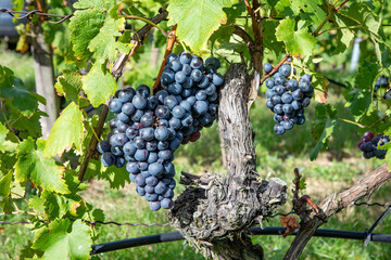 detail of trollinger vine for tasteful red wine