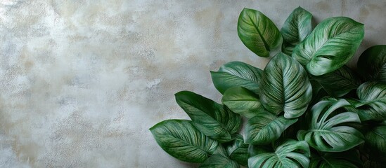 Canvas Print - Lush green leaves of a tropical plant on a textured gray background with copy space.