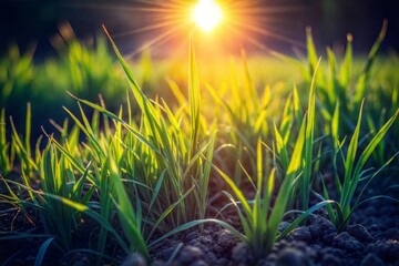 Poster - Green grass blades with sun rising in the background close-up