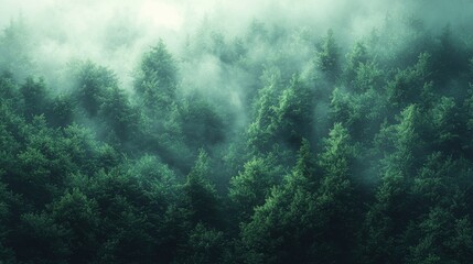 Wall Mural - misty forest landscape with dense green trees shrouded in fog during early morning light