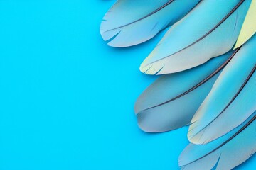 Wall Mural - The background is a macro of blue feathers texture. A swan feather is used as a backdrop. Dark blue feathers are used as a backdrop.