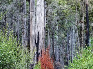 A redwood tree with burned bark stands in a forest with orange and green foliage in front.