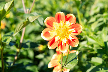 wunderschöne Dahlie in gelb rot