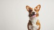 © DREAMERLYN STUDIO - A happy dog sits patiently on a white background, looking at the camera with its tongue out, showcasing a friendly and fun personality.