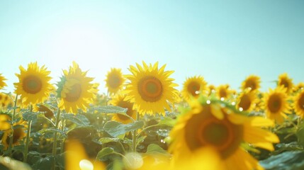 Poster - A picturesque view of a sunflower field after a rain shower, with droplets sparkling on the bright yellow petals against a clear blue sky backdrop.