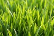 © Introvertia - Detailed close-up of green grass blades
