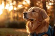 © Lamina - Golden retriever in blue service dog vest sits attentively beside wheelchair, eyes focused on person in chair, soft afternoon light filtering through trees in background.