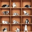 © Krystsina - border collie cute funny puppies family inside brown boxes