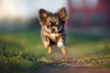 Poster - cute chihuahua puppy jumping in the air outdoors in summer