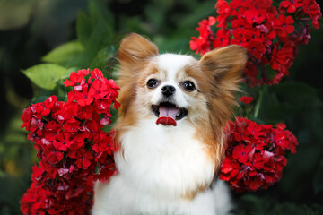 Poster - cute papillon dog close up portrait outdoors with red blooming flowers