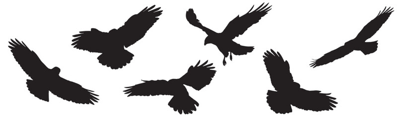 vector silhouette collection: clean and bold designs birds of prey - common buzzard buteo buteo flyi