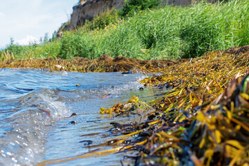 Waves on the seashore of the Baltic Sea with algae