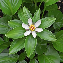 Top view of aquatic plant, illustration