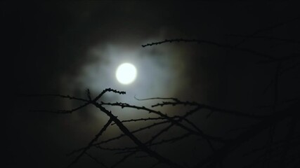 Wall Mural - Moon behind branches of tree without leaves on dark cloudy night. Spooky feeling like thriller and horror films. Real shooting. Soft selective focus on the foreground