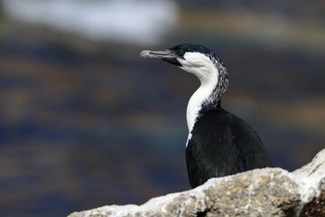 Poster - cormorant