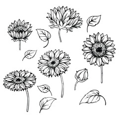 Wall Mural - set of sunflower vector illustrations in hand-drawn line art style. isolated and easy to use, perfec