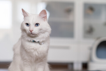 Aufkleber - The white cat sits gracefully, showing its bright blue eyes, in a home environment filled with natural light