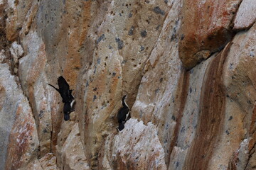 Poster - cormorant