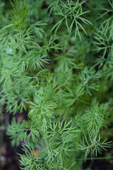 Wall Mural - food background of fresh dill in a garden