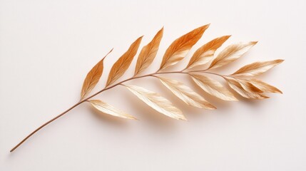 Wall Mural - A delicate, dried leaf arranged artistically on a light background.