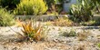 ©  Abyss Photo - A garden bed with dead plants, showing the effects of drought and lack of care