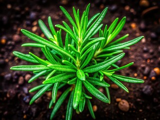 Aromatic green rosemary plant thriving in garden soil, perfect for culinary dishes and herbal remedies, offering fresh flavor and medicinal benefits in one versatile herb.