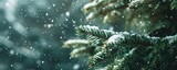 closeup of snow covered evergreen branch in forest