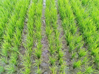 green rice field