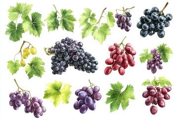 Poster - Grapes and Leaves