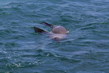 Poster - fur seal