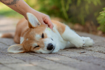 Canvas Print - a puppy of the Welsh Corgi breed is lying on the path in the summer on a walk, the female hand of the owner is stroking the dog