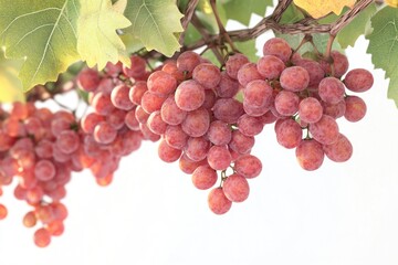 Poster - Red Grapes on Vine