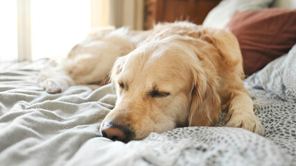golden retriever dog resting in bed