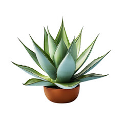 Wall Mural - Agave bush isolated on transparent background