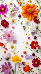 Wall Mural - Vibrant array of colorful wildflowers scattered on white background, featuring cosmos, daisies, and other delicate blooms in pink, orange, purple, and red hues.