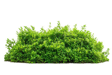 Wall Mural - lush garden bushes cut out