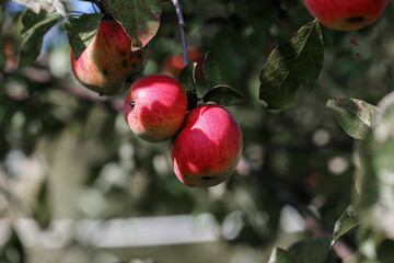 Apple tree with red apples on branches. Harvesting and Handling Apples.