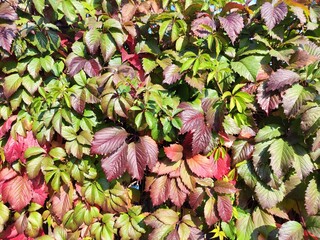 vibrant autumn foliage with a mix of green, red, and brown leaves against a textured backdrop showca