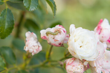 Green caterpillar on white rose flower in garden, nature background.