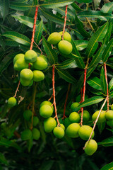 Young Mangoes Hanging on Branches with Lush Leaves