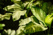 © ADDICTIVE STOCK - Lush Green Dieffenbachia Leaves with Natural Patterns