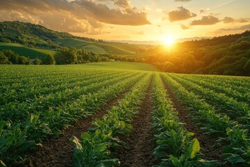 Poster - Golden Sunset over Farmland