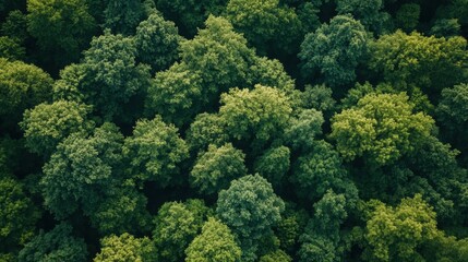 Green Canopy.