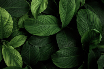 tree leaves natural leaves Tropical nature of the Asian tropics Natural leaf concept as background.